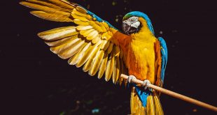 photo of yellow and blue macaw with one wing open perched on a wooden stick