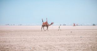 brown camel following man under blue sky